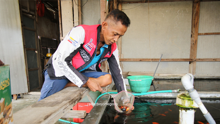 TELATEN: Sugianto atau biasa disapa Warez saat menunjukkan sejumlah ikan koki hasil budidaya di lantai dua rumahnya. (FOTO-FOTO: ANJAR DWI PRADIPTA/RDR.LMG)