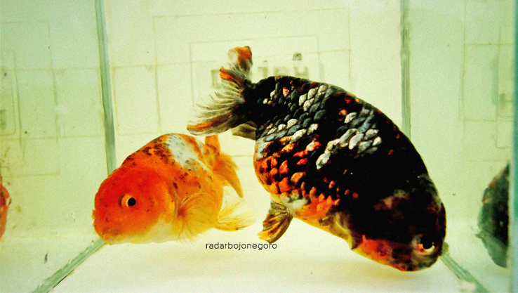 BERVARIATIF: Ikan koki memiliki beberapa jenis di antaranya ikan koki rancuh, oranda, dan ryukin. (ANJAR DWI PRADIPTA/RDR.LMG)
