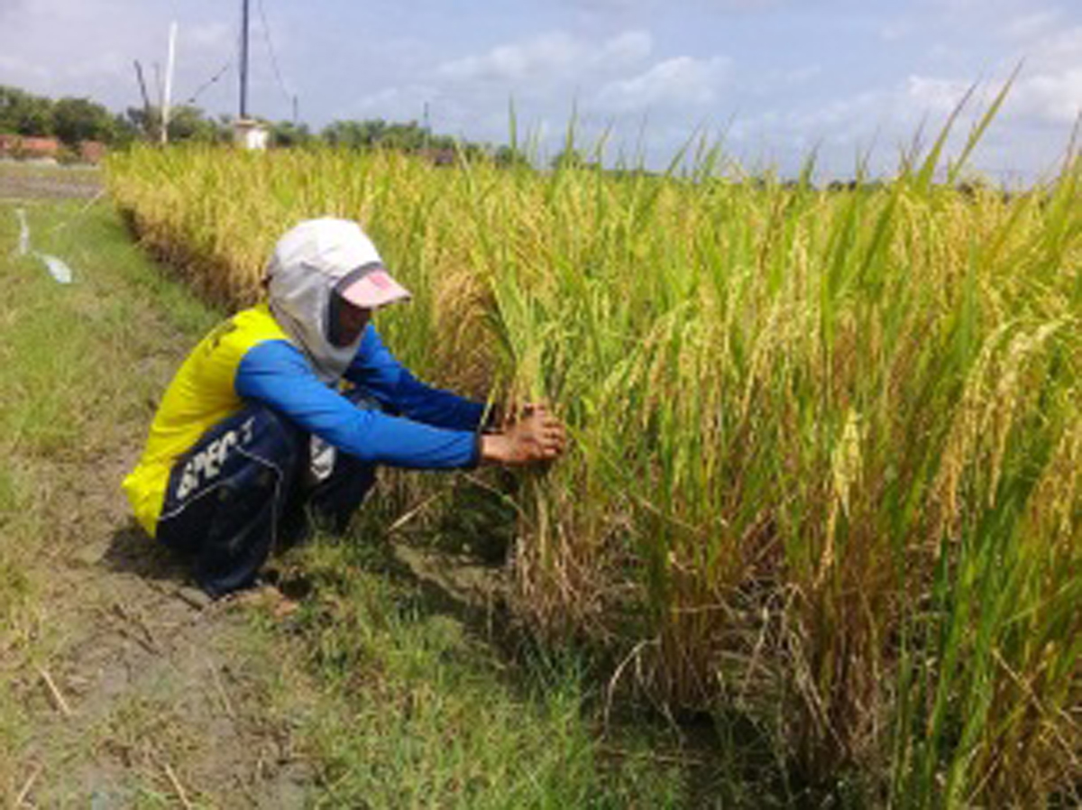 TANI: Jumlah petani milenial terus bertumbuh di Blora. Angin segar untuk regenerasi pertanian.(IST/RDR.BLORA)