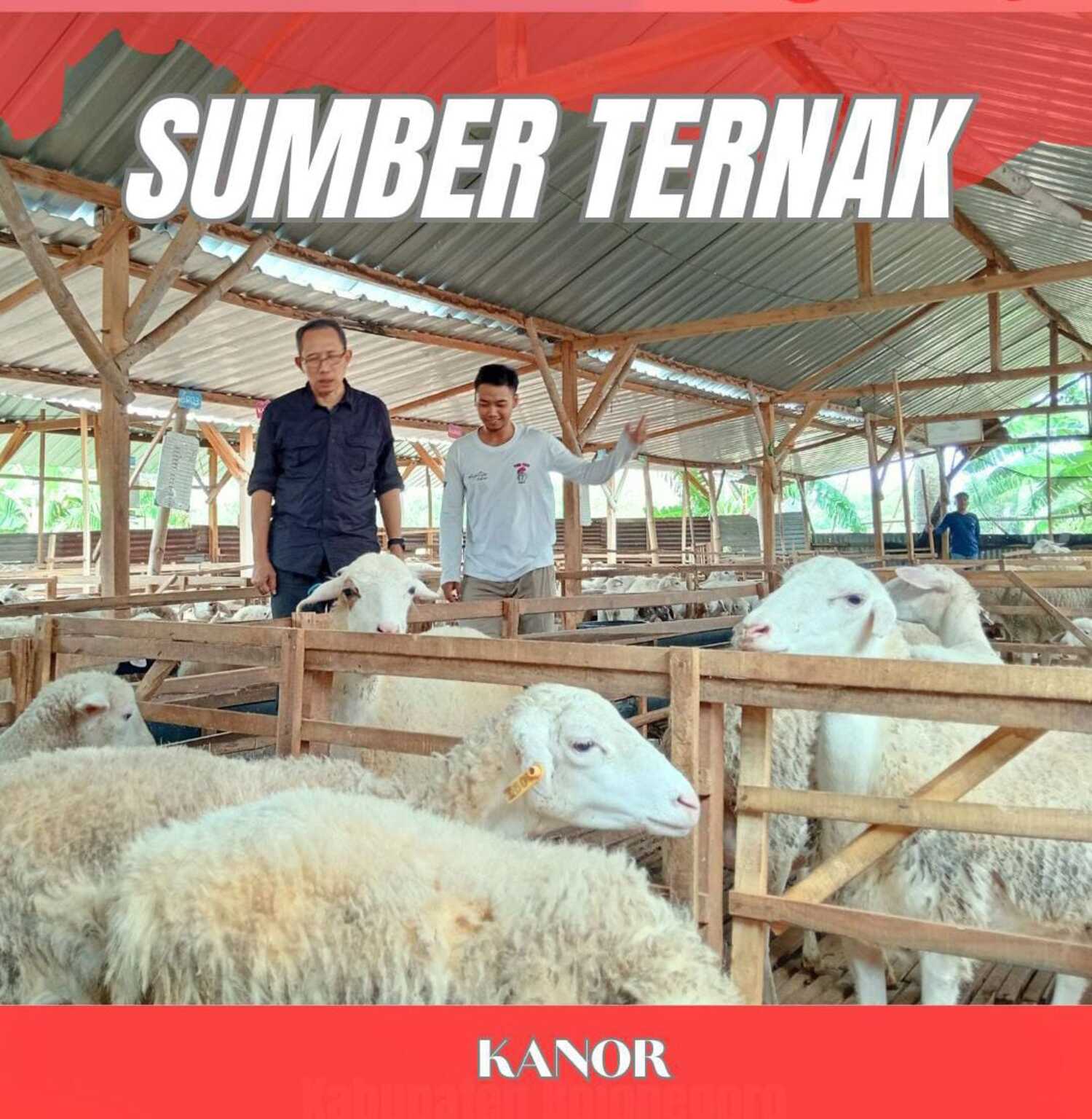 Mas Teguh sempatkan mengunjungi Sumber Ternak, salah satu kandang peternakan kambing yang dikelola oleh anak muda Kecamatan Kanor.