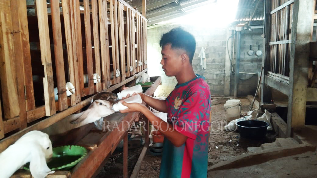 KREATIF: Kukuh Eko Prasetyo merawat kambing perahnya.  Semula hanya lima kambing, kini sudah menjadi seratus ekor lebih kambing. (LUKMAN HAKIM/RDR.BJN)