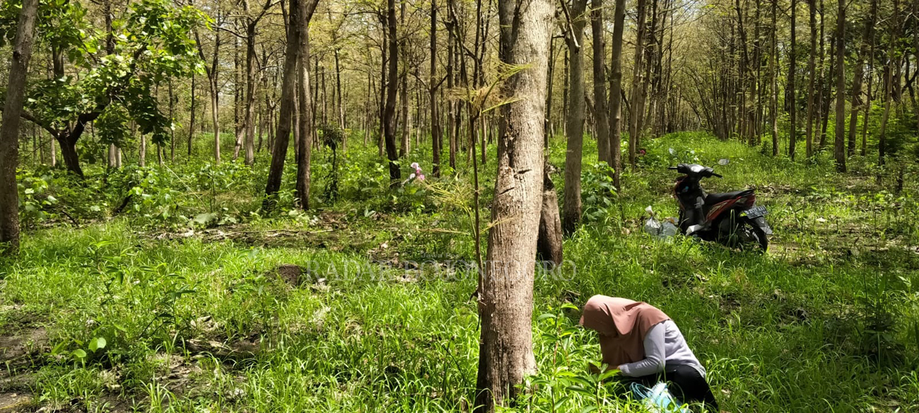 BERBURU: Setiap pagi kawasan hutan jati di selatan Bojonegoro kerap dikunjungi masyarakat yang berburu enthung jati. Tak hanya dikonsumsi pribadi, tapi ada juga yang menjualnya.