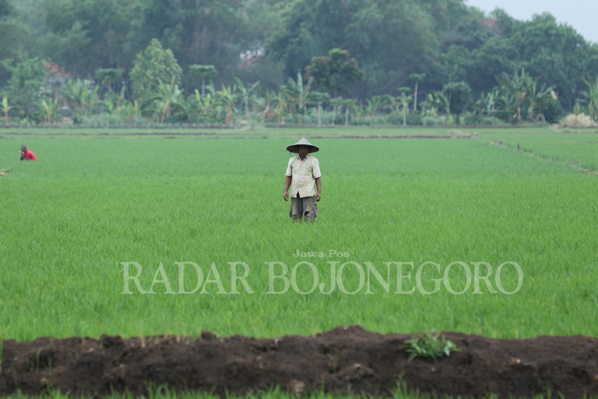 LUAS LAHAN TETAP: Petani di Lamongan tetap menanam padi sebagai pilihan utama.(ANJAR DWI PRADIPTA/RDR.LMG)