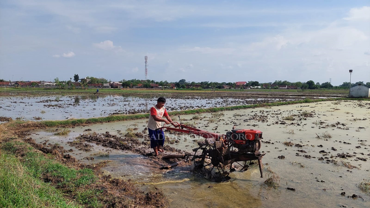 PERTANIAN: Seorang petani sedang membajak sawah menggunakan traktor di area sawah turut Kelurahan Tambakromo, Kecamatan Cepu. (LUKMAN HAKIM/RADAR BLORA)