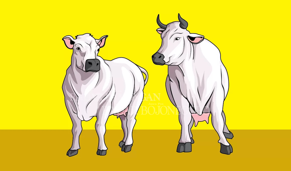 Ilustrasi sapi (AINUR OCHIEM/RDR.LMG)
