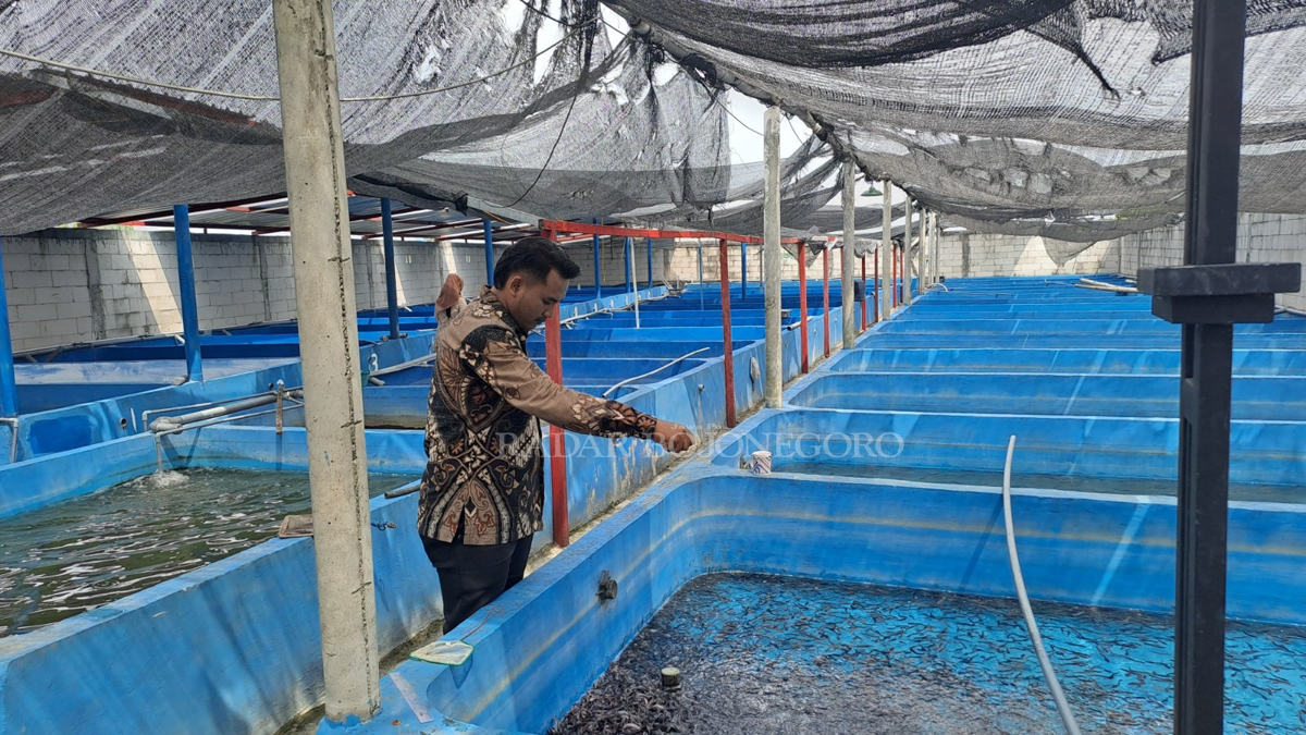 IKON KWPOH BARU : Budidaya lele jadi andalan,mulai dari pembibitan hingga pembesaran. Penuhi kebutuhan lele hingga ke Babat (YUAN EDO/RADAR BOJONEGORO)