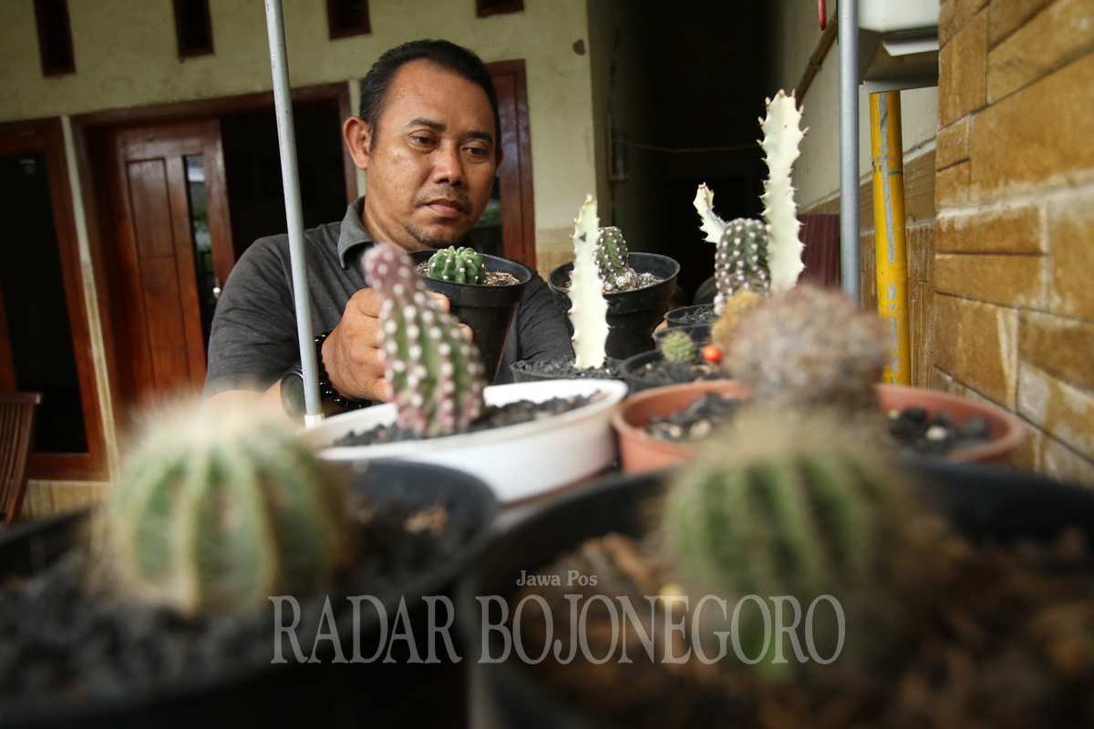 TELATEN: Salah satunya pembudidaya kaktus asal Kelurahan Sukomulyo, Maizir Faisol saat menunjukkan beberapa jenis tanaman di rumahnya. ( ANJAR DWI PRADIPTA/RDR.LMG)