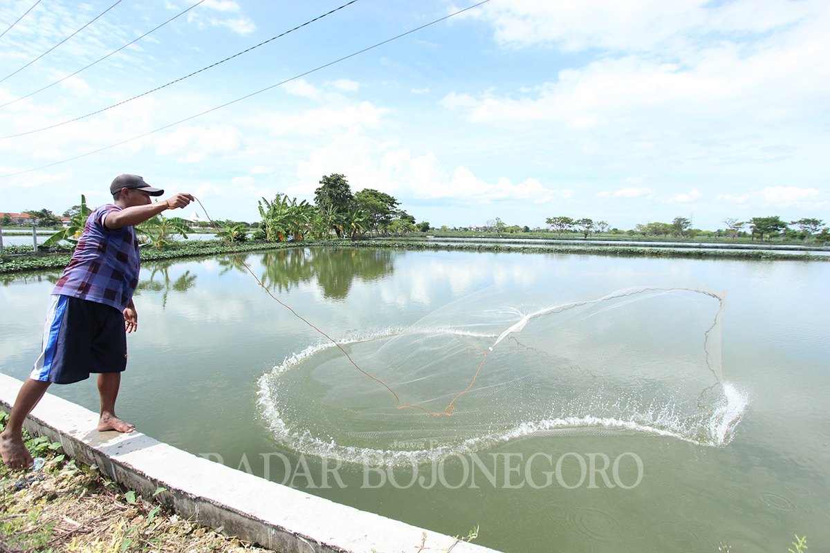TERPENGARUH: Sektor perikanan tambak dan budidaya di Lamongan terpengaruh akibat tidak adanya pupuk subsidi hingga faktor alam. (ANJAR DWI PRADIPTA/RDR.LMG)