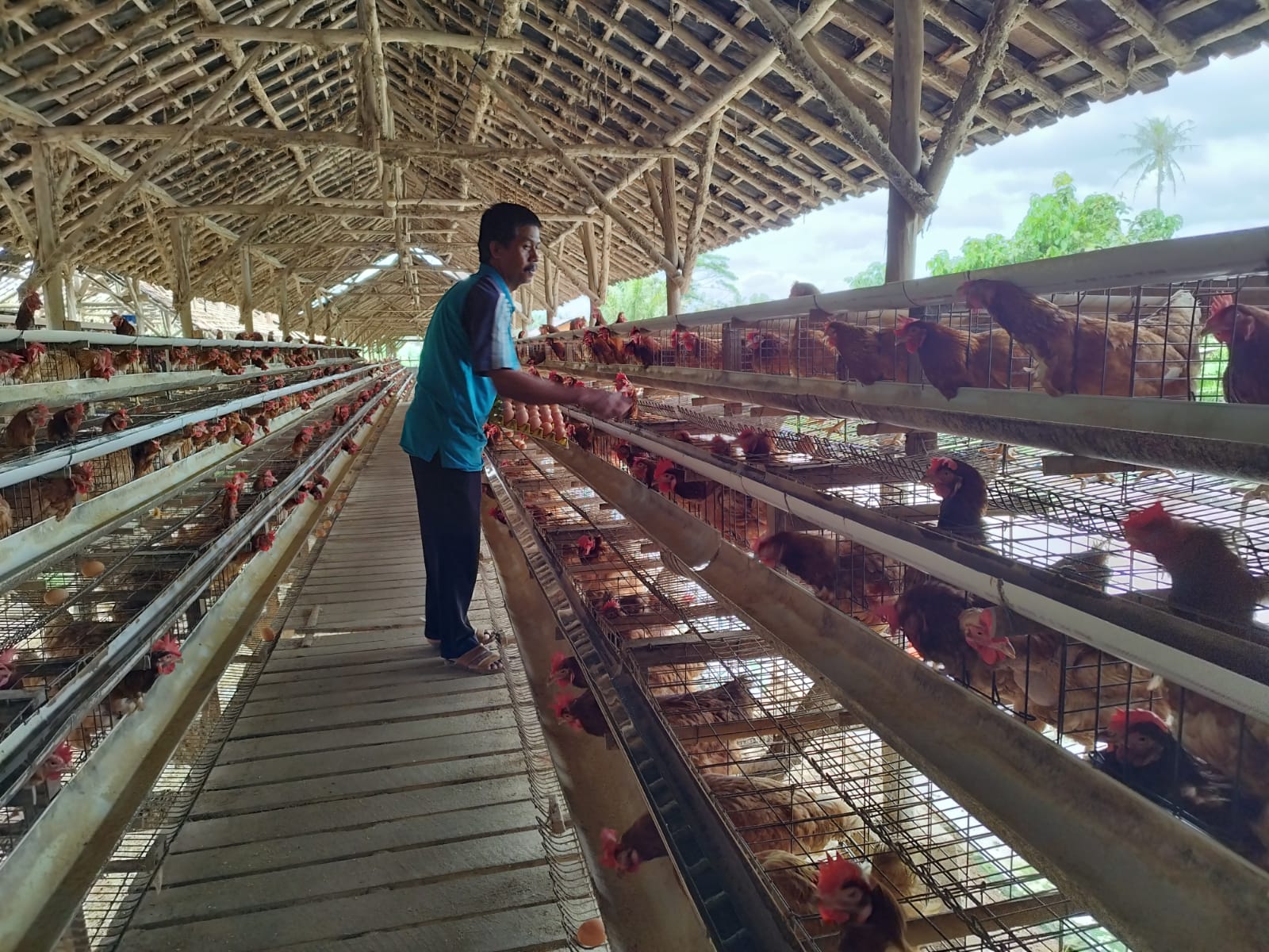 Peternak Klaster Usaha Mandiri Makmur Lampung.