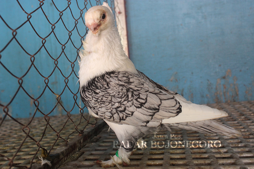 BADAN TEGAK: Burung merpati hias showking jenis MOF satinette memiliki banyak keunikan. (AHMAD ASIP/RDR.LMG)