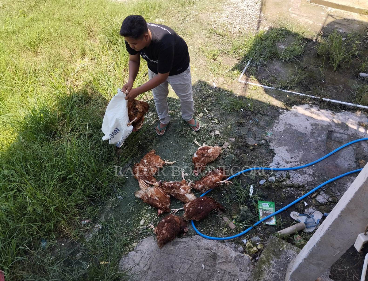 MATI MENDADAK: Peternak sedang mengumpulkan ayam petelor yang mati mendadak. (DEWI SAFITRI/RADAR BOJONEGORO)