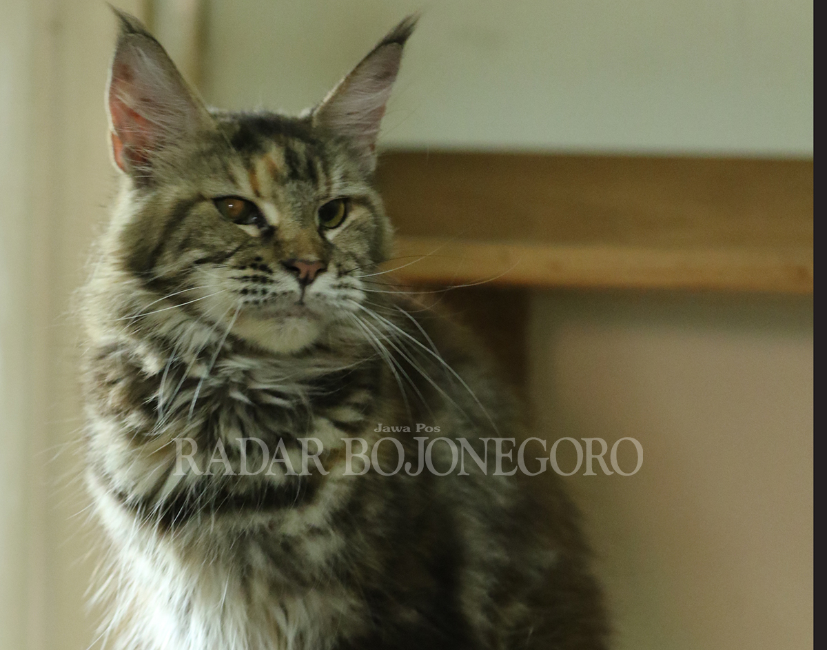 GARANG: Meski tampak galak, tapi kucing maine coon cukup bersahabat jika diajak bermain. (ANJAR DWI PRADIPTA/RDR.LMG)