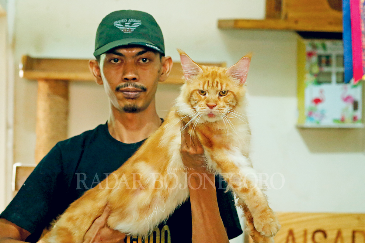 BERSERTIFIKAT: Abdul Karim menunjukkan salah satu kucing maine coon kesayangannya. (ANJAR DWI PRADIPTA/RDR.LMG)