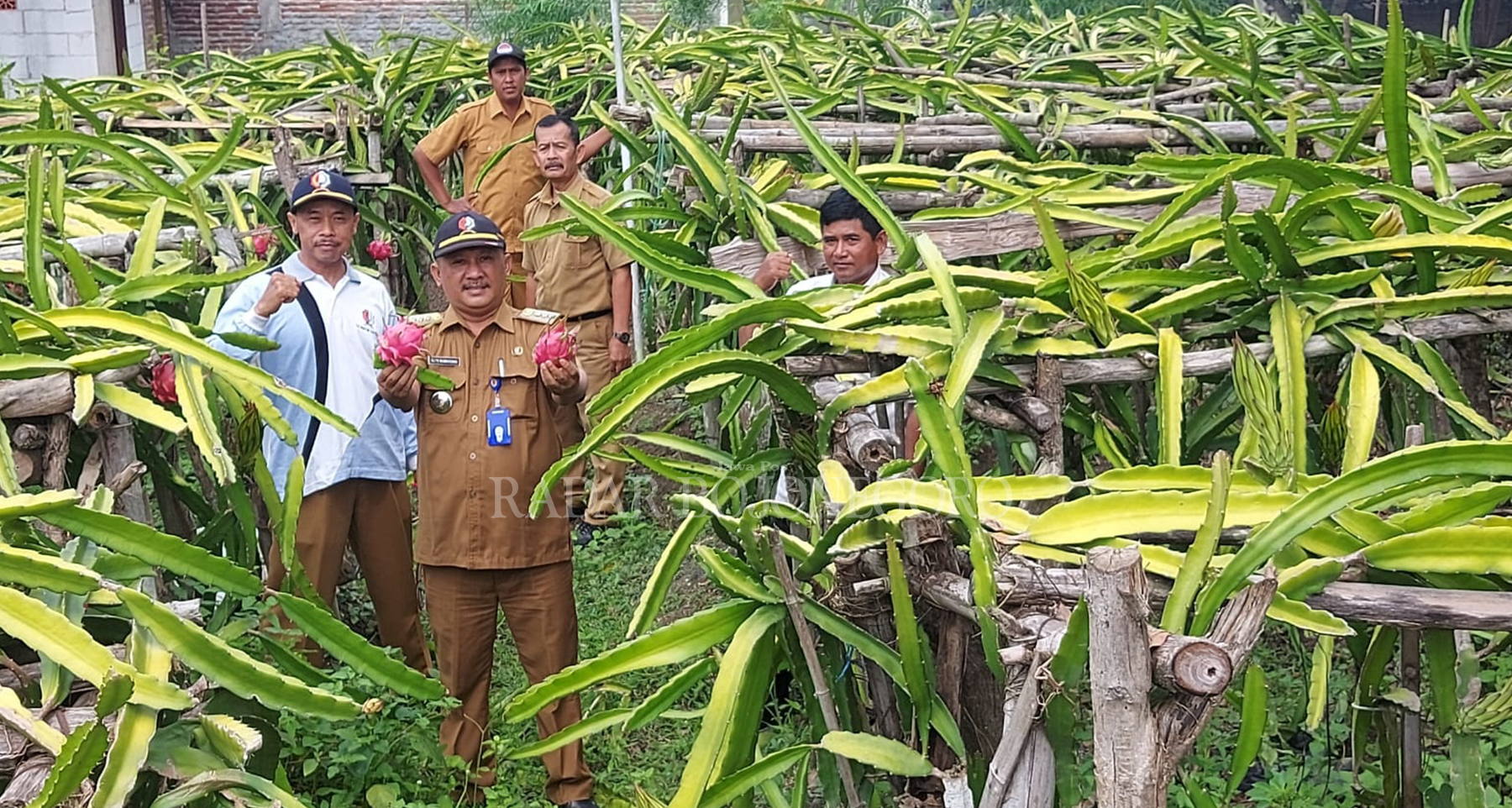 IKON: Kebun buah naga menjadi salah satu ikon Kecamatan Kedewan. (DHANI ALFIANSYAH/RDR.BJN)