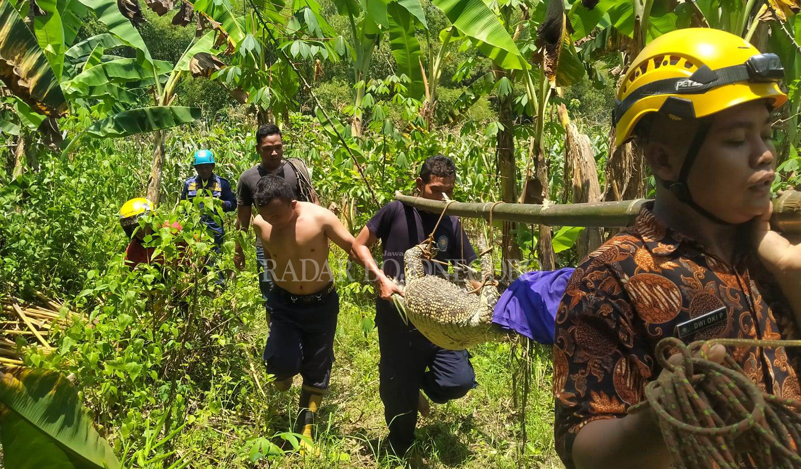 EVAKUASI: Petugas sedang mengevakuasi buaya di Desa Kebonagung, Kecamatan Padangan kemarin (16/2) siang. Damkarmat sebut masih ada buaya lain yang belum tertangkap. (DHANI ALFIANSYAH/RDR.BJN)
