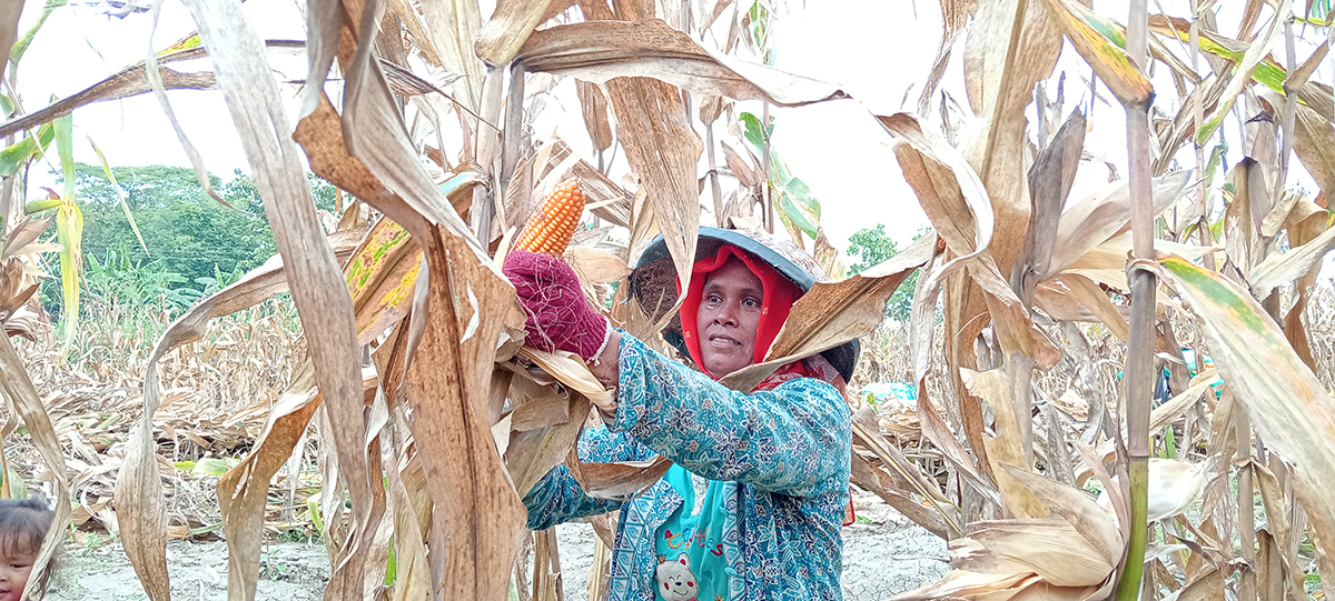 PANEN JAGUNG: Petani di Kecamatan Ngambon sedang memanen jagung, butuh sentuhan pemerintah tentang ketersediaan pupuk subsidi. (IST/RDR.BJN)