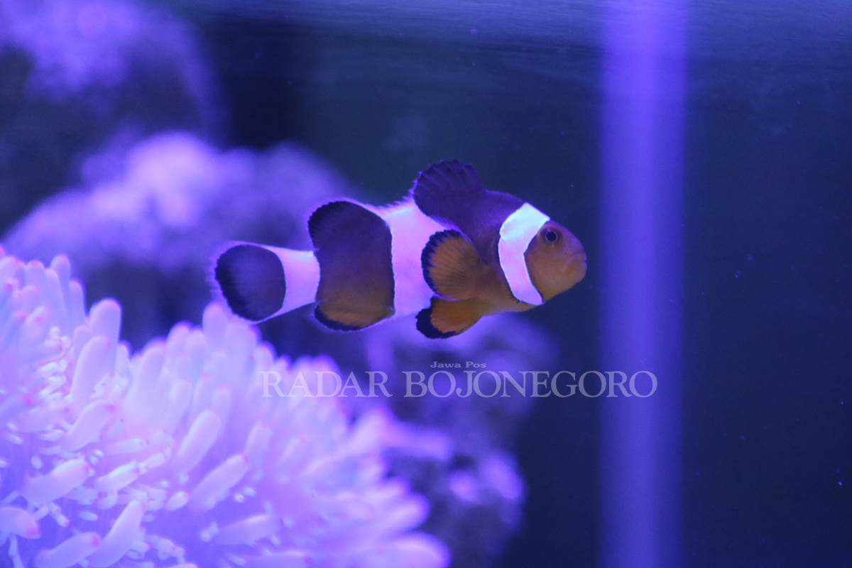 WARNA-WARNI: Ikan nemo cukup familiar karena memiliki warna yang indah, tapi harganya ternyata cukup murah. (ANJAR DWI PRADIPTA/RDR.LMG)
