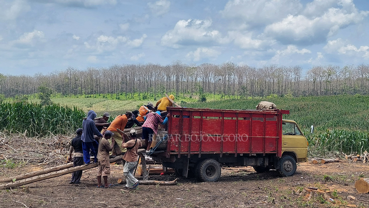 PENEBANGAN: Petugas tebang tampak berjibaku memasukkan balok kayu jati ke dalam bak truk di area Hutan Cabak turut Kecamatan Jiken. (LUKMAN HAKIM/RADAR BLORA)