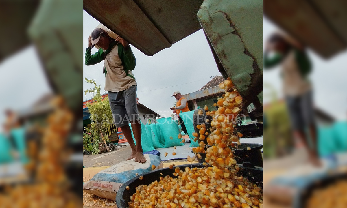 PANEN JAGUNG: Petani memanen jagung di ladangnya, musim panen harganya berangsur turun. Petani berharap ada tindakan dari isntansi terkait, agar harga tak anjlok.. (DEWI SAFITRI/RADAR BOJONEGORO)