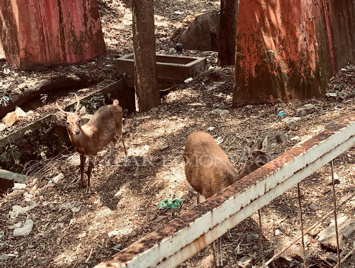 TIDAK TERAWAT: Kondisi dua Rusa di Taman Tirtonadi tidak terawat. BKSDA Blora bakal tarik satwa langka tersebut. (RAHUL OSCARRA DUTA/RADAR BLORA)