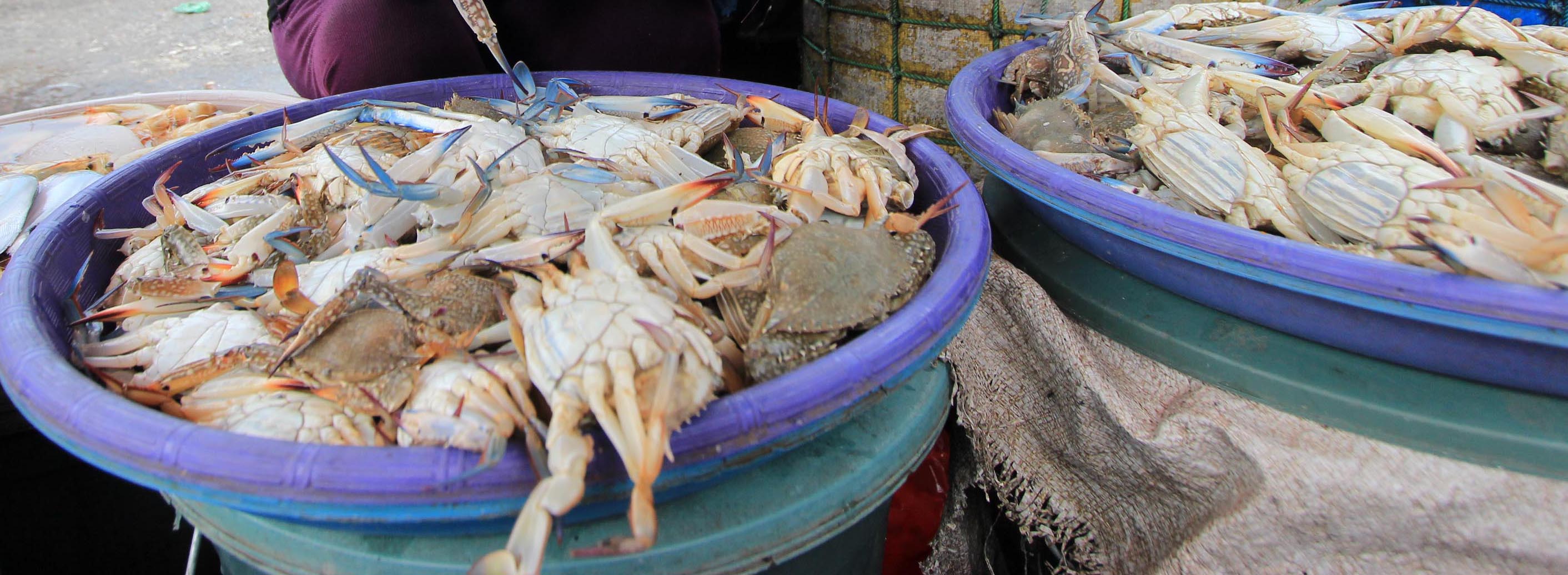HARGA NAIK: Rajungan hasil tangkapan nelayan pantura. (DOK/RDR.LMG)