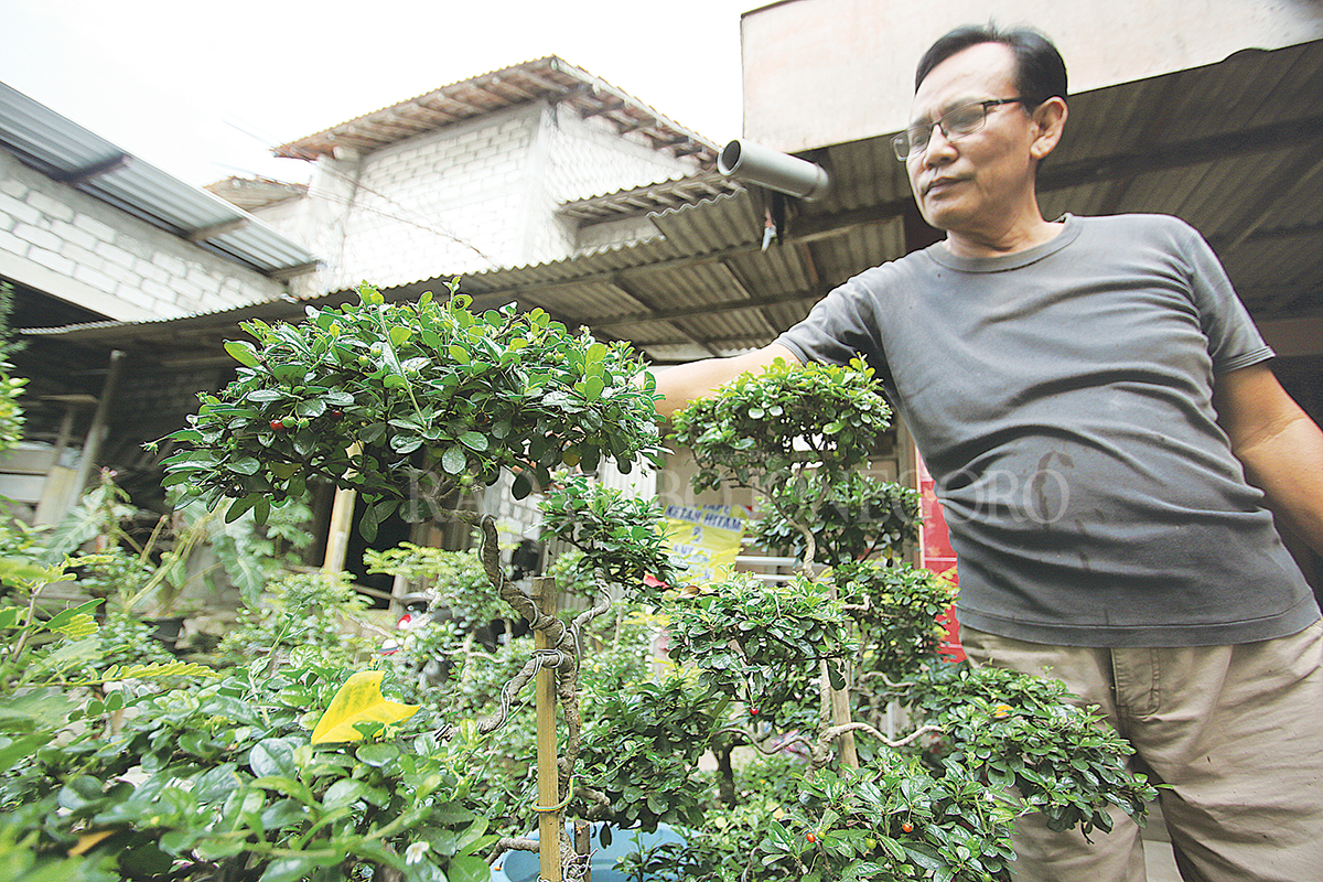 TELATEN: Kayan Sudekar saat merawat salah satu bonsai di pekarangan rumahnya. (ANJAR DWI PRADIPTA/RDR.LMG)