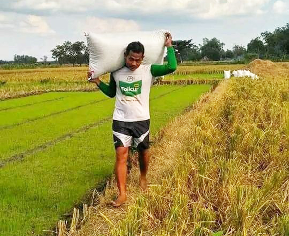 GIAT: Darmono, saat beraktivitas di sawah miliknya di Desa wotan, Kecamatan Sumberrejo.Naiknya harga Beras, tak lantas membuat petani sejahtera. (IST/RDR.BJN)