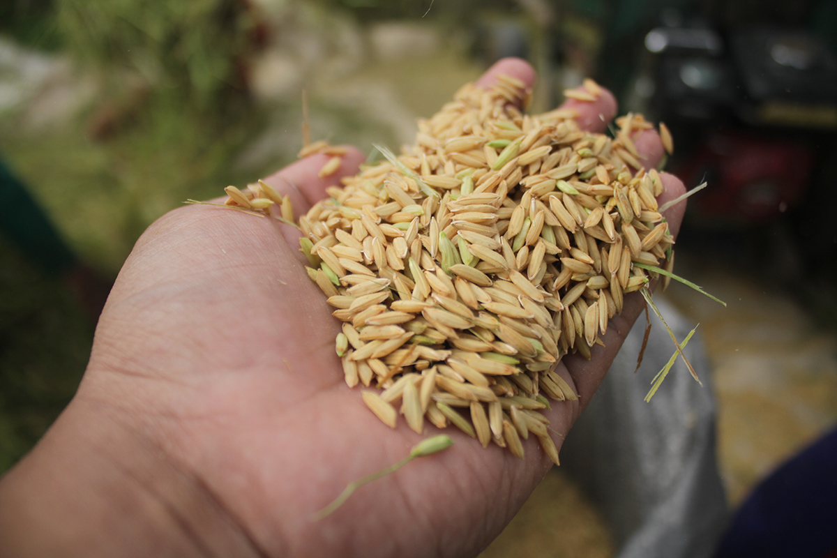 HARGA MENURUN: Gabah petani yang sudah panen (DOK/RDR.LMG)