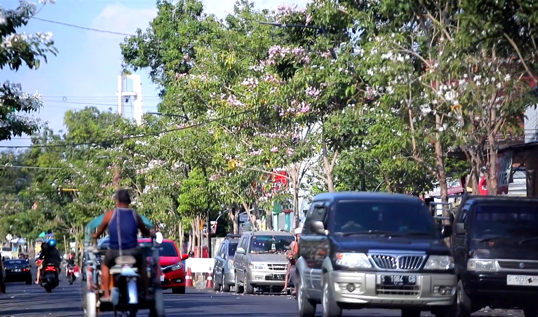 Tanaman Tabebuya menghiasi jalan protokol Kota Bojonegoro.