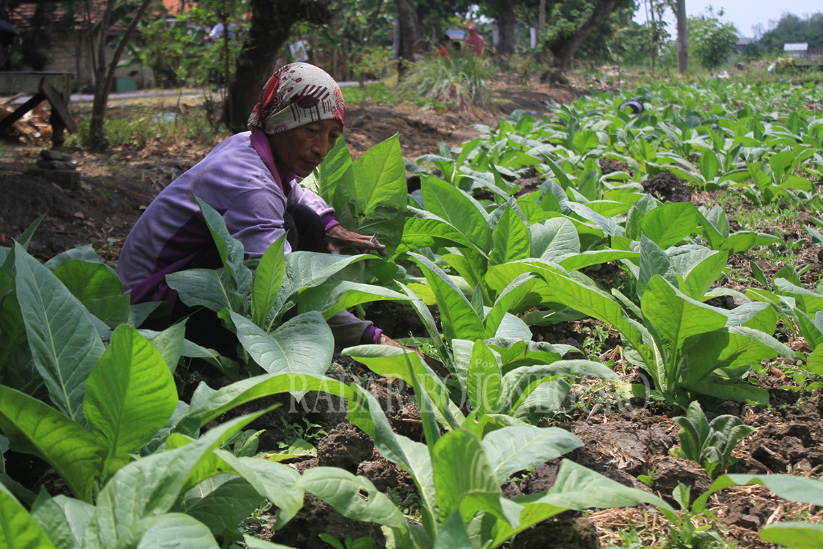 PRIORITAS: Petani tembakau menjadi salah satu sasaran BLT DBH-CHT, yang saat ini penerimanya masih diverifikasi oleh Dinas Sosial Lamongan. (ANJAR DWI PRADIPTA/RDR.LMG)