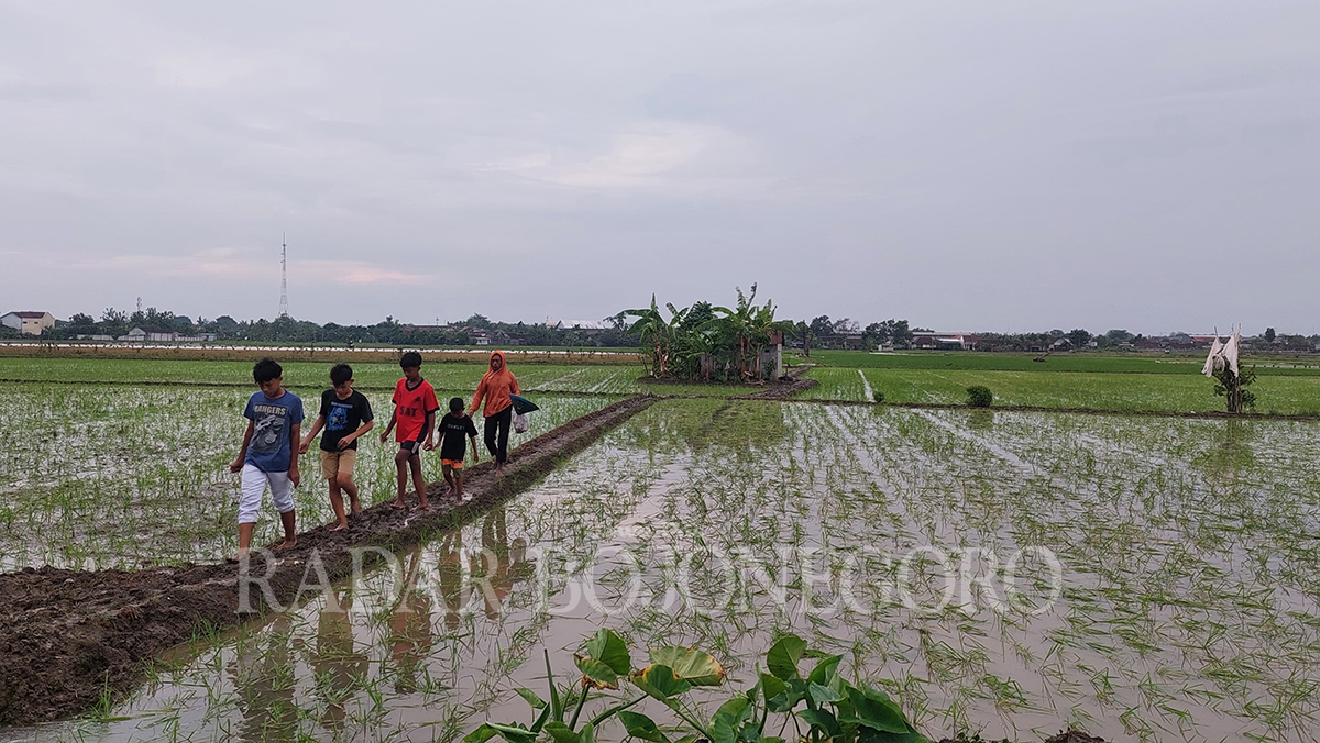 PERTANIAN: Areal persawahan di Kelurahan Tambakromo, Kecamatan Cepu sudah memasuki musim tanam kedua. Sektor pertanian pada 2023 alami kontraksi akibat kemarau panjang. (LUKMAN HAKIM/RDR.BJN)