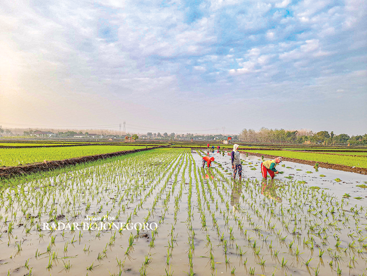 BURUH TANI: Para buruh tani sedang menanam padi di sawah. Belum semua terkaver BPJS Ketenagakerjaan. (DEWI SAFITRI/RADAR BOJONEGORO)