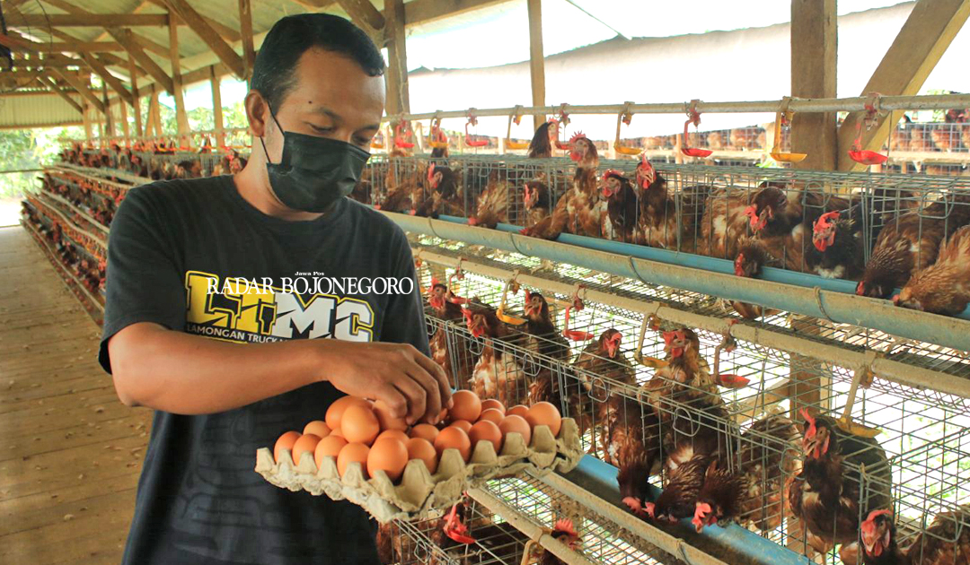BANYAK FAKTOR: Selain dipengaruhi pakan, kenaikan harga telur juga karena meningkatnya permintaan dipasaran.