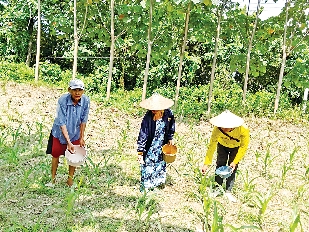 TANAM JAGUNG: Petani sedang memupuk tanaman jagung. (ISTIMEWA/RADAR BOJONEGORO)