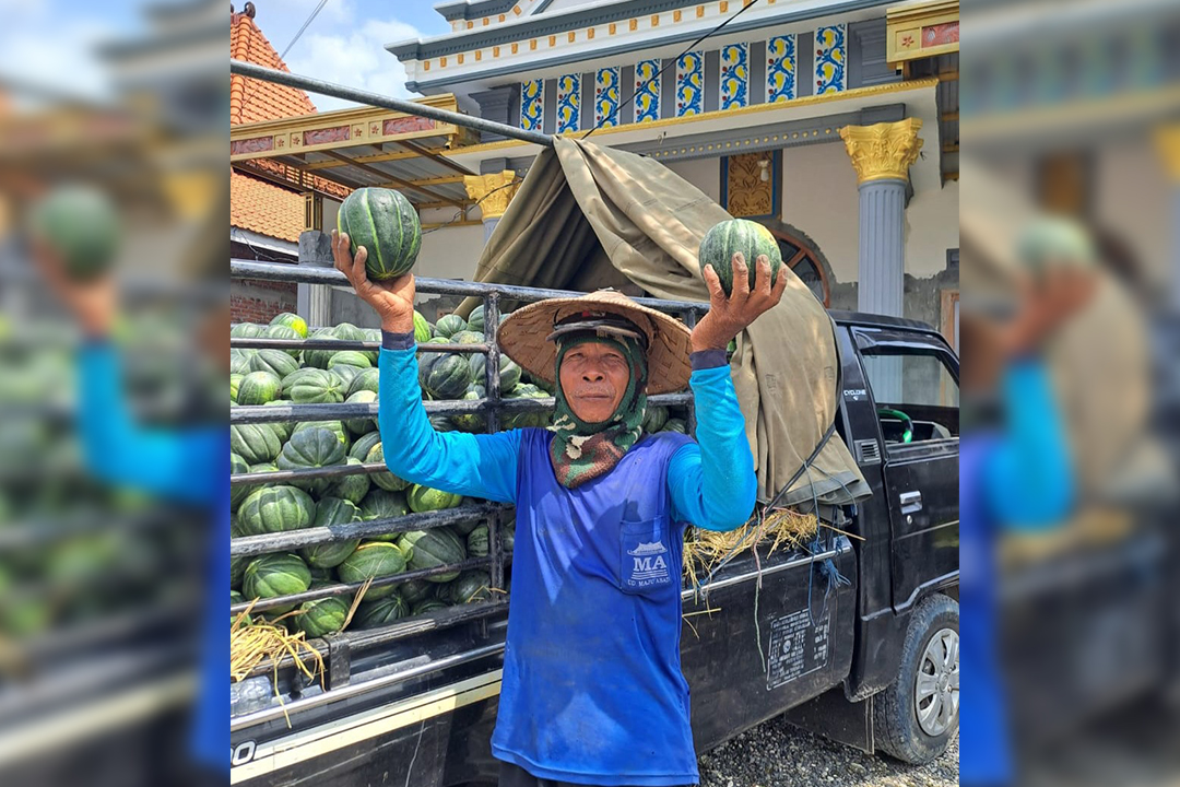 PANEN BLEWAH: Petani sedang mengangkut blewah hasil panennya. Karena memasuki musim hujan, stoknya tak melimpah.