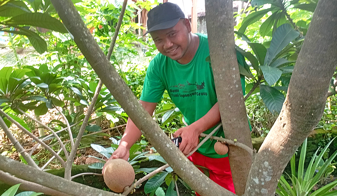 BERBUAH: Handono memamerkan pohon sawo raksasa yang ditanamnya mulai berbuah.