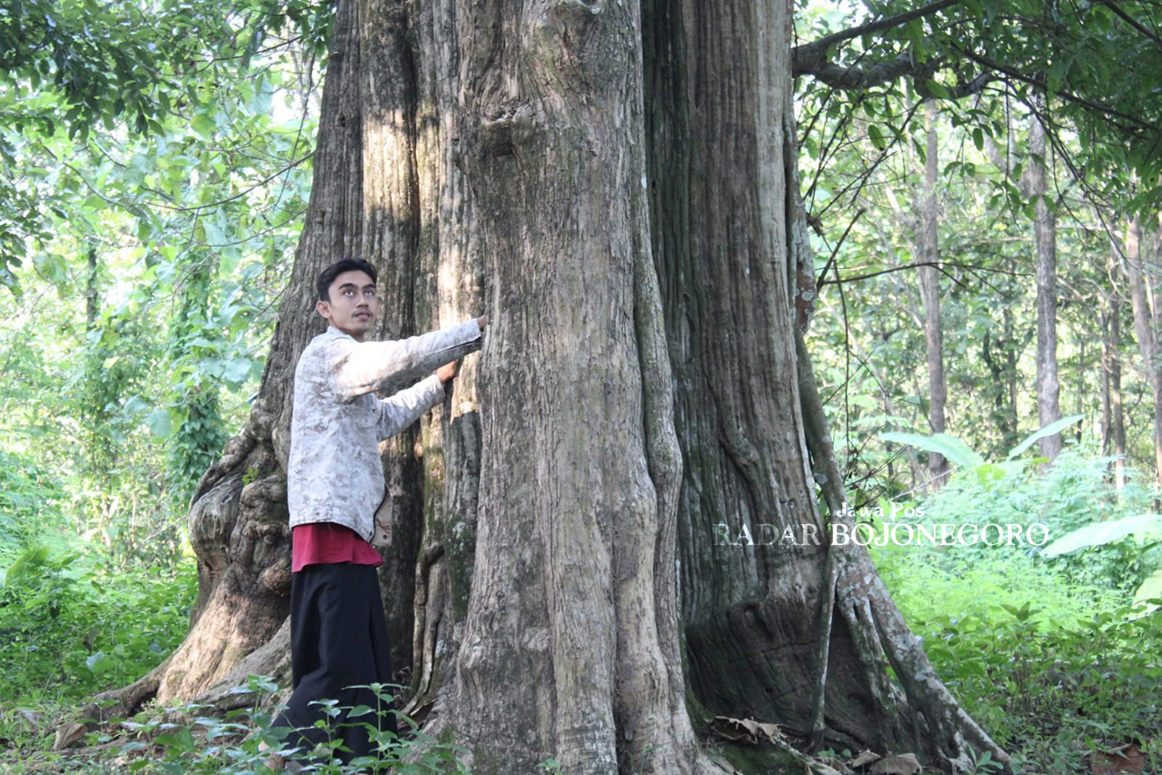 GAGAH: Ukuran pohon Jati Denok di Desa Jatisari, Kecamatan Banjarejo sangat besar. Tak heran pohon itu diperkirakan usianya sudah ratusan tahun. (LUKMAN HAKIM/RADAR BOJONEGORO)