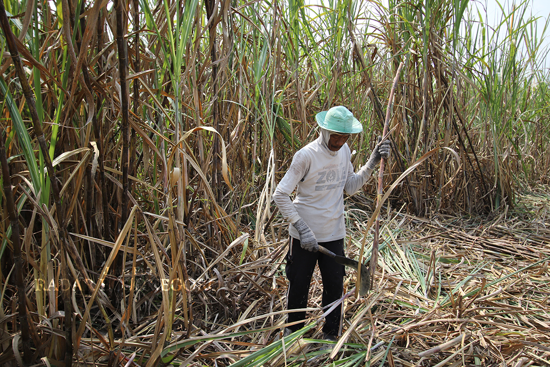 PANEN: Para petani tebu di Lamongan berharap harga tebu sebanding dengan HET gula yang mengalami kenaikan cukup signifikan. (ANJAR DWI  PRADIPTA/RDR.LMG)