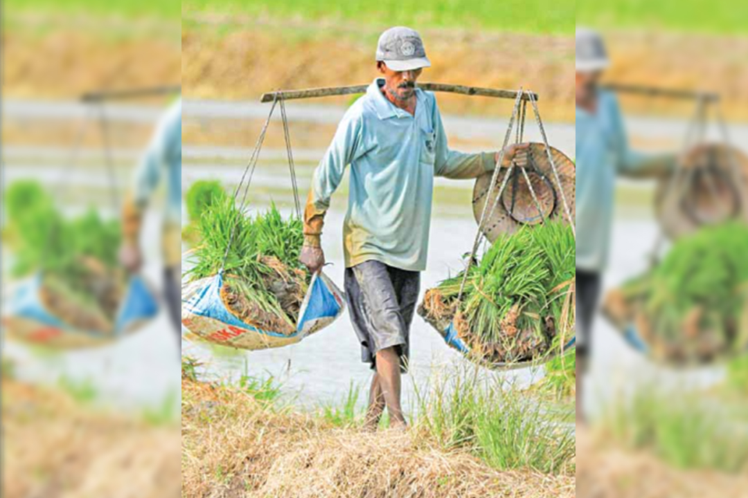 BELUM MAKSIMAL: Harga gabah di tingkat petani yang masih tinggi, cukup berpengaruh terhadap serapan Bulog.