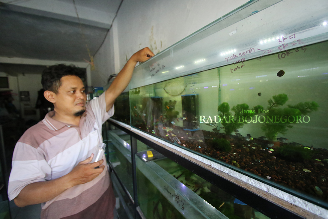 WARNA KHAS: Ikan sarpae tetra tergolong ikan yang lincah dan aktif, termasuk ikan yang hidup dalam kawanan.  (ANJAR DWI PRADIPTA/RDR.LMG)