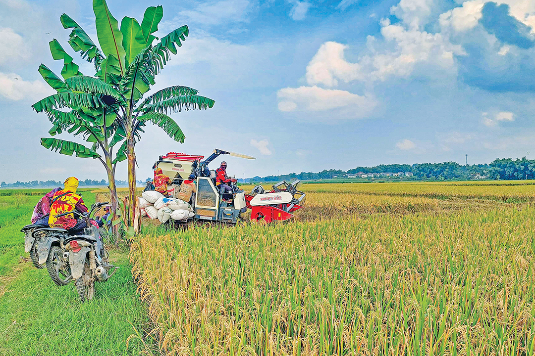 PANEN: Petani di Desa Kamolan, Kecamatan Blora sedang panen padi di sawahnya menggunakan mesin combine harvester.