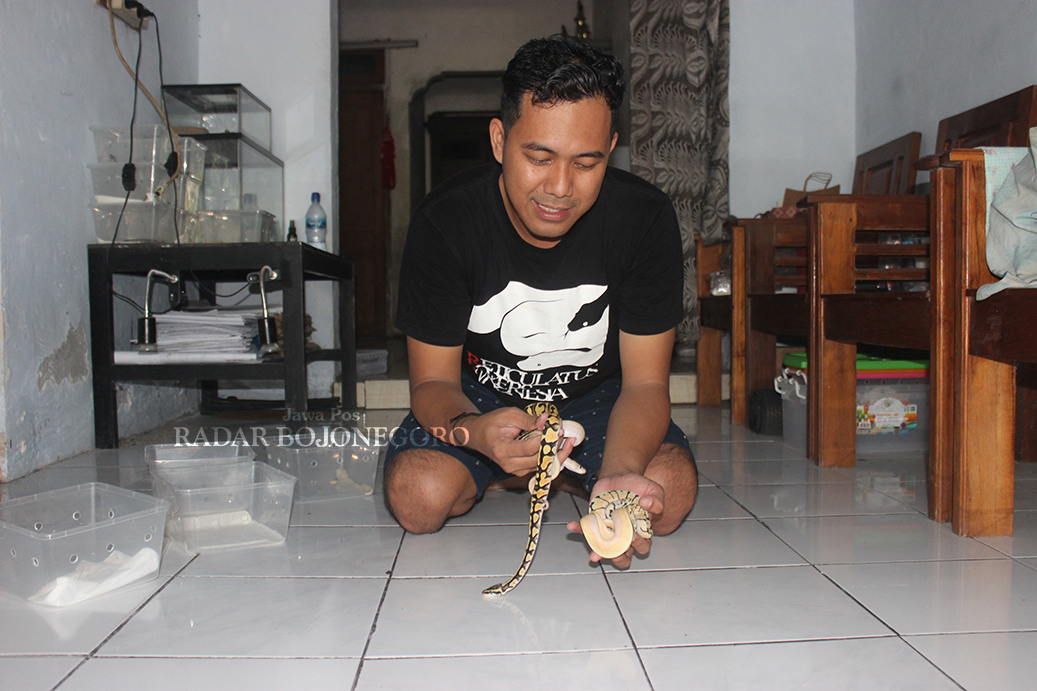 HASIL BETERNAK: Denis menunjukkan anakan ular sanca batik dan ball phyton di rumahnya, kemarin (4/5). (ANJAR DWI PRADIPTA/LAMONGAN)