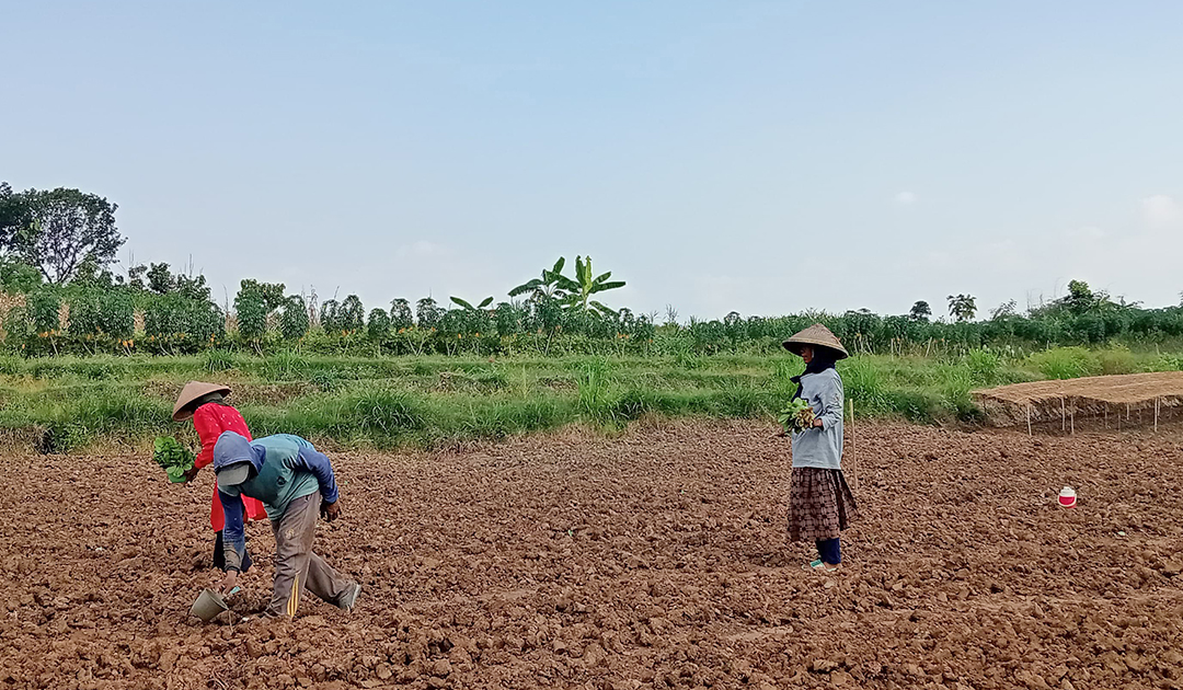 Petani tembakau.
