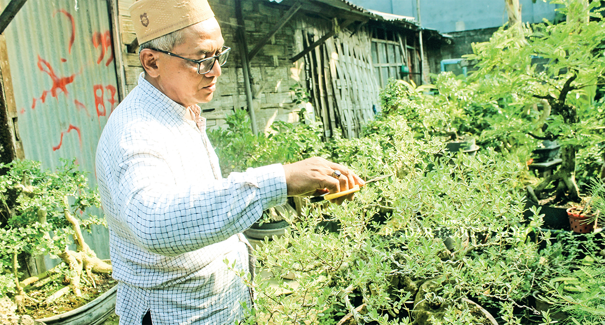 RUTIN: Jayadi saat merapikan daun sejumlah bonsai di rumahnya.  (AHMAD ASIP/RADAR LAMONGAN)