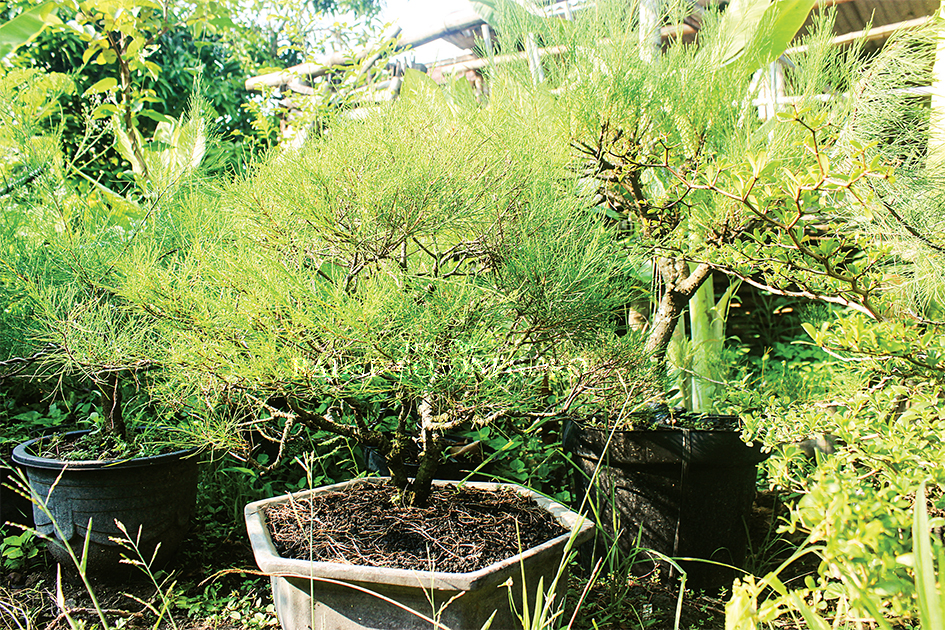 BERNILAI JUAL TINGGI: Sejumlah bonsai memiliki kisaran harga puluhan juta, bahkan hingga ratusan juta rupiah. (AHMAD ASIP/RADAR LAMONGAN)