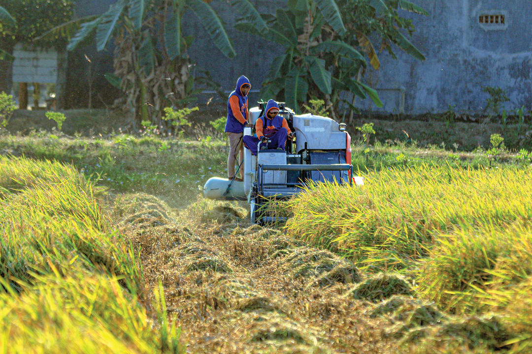 MELIMPAH: Produktifitas panen raya di Lamongan musim ini mencapai 7,4 ton.