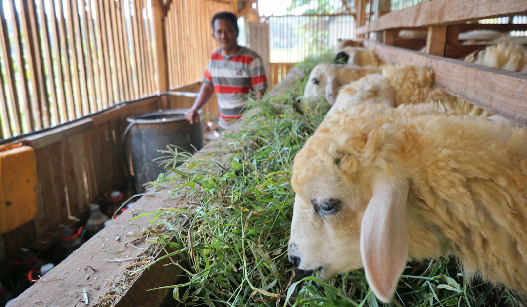 Jelang Idul Adha, harga kambing naik