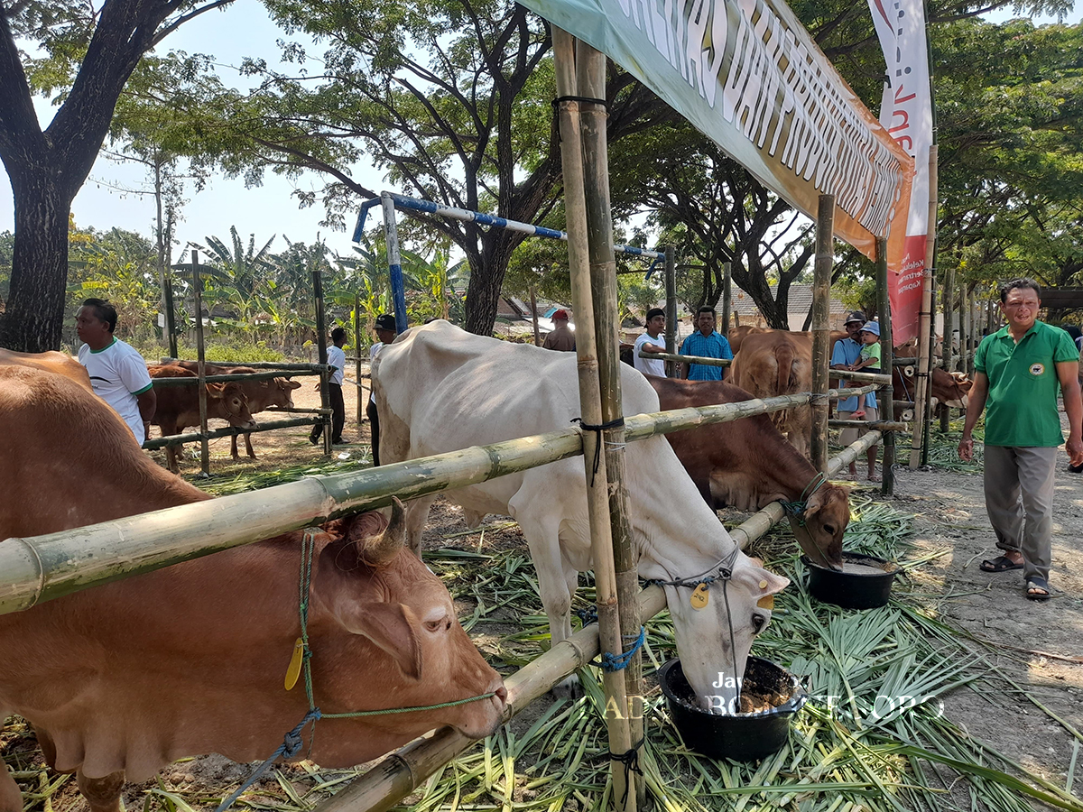 RAWAN DEMAM: Sapi dan kambing di peralihan musim ini rawan terserang demam. Dengan tanda-tanda napas tersengal-sengal. (DEWI SAFITRI/RADAR BOJONEGORO)