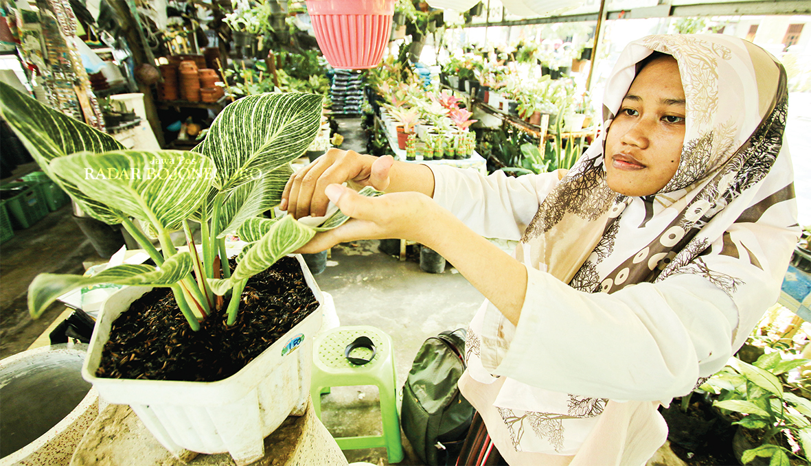 RUTIN: Pemilik tanaman philodendron birkin harus intens membersihkan dari serangga dan penyakit yang bisa merusak daun. (ANJAR DWI PRADIPTA/RDR.LMG)