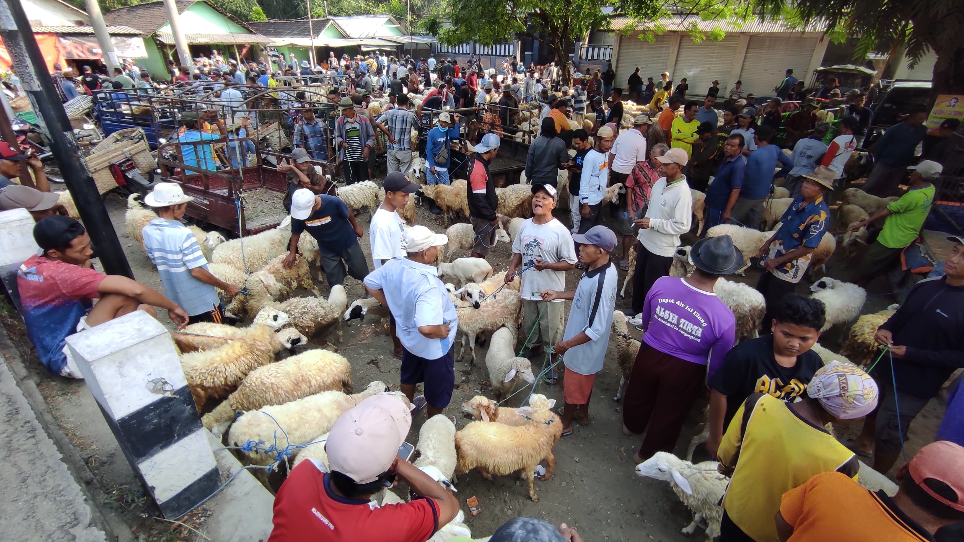 PASAR KLIWON: Pasar Kambing Kalitidu ini setiap Kliwon selalu dipenuhi pedagang kambing dari berbagai daerah. Transaksi menjelang Idul Adha ini meningkat dibanding hari biasa.
